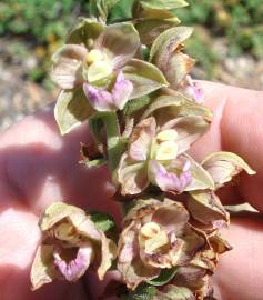 Fotografia da espécie Epipactis helleborine