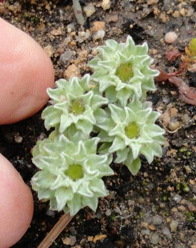 Fotografia de capa Evax pygmaea subesp. pygmaea - do Jardim Botânico