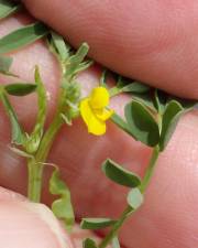 Fotografia da espécie Hippocrepis biflora