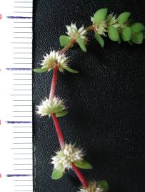 Fotografia da espécie Illecebrum verticillatum