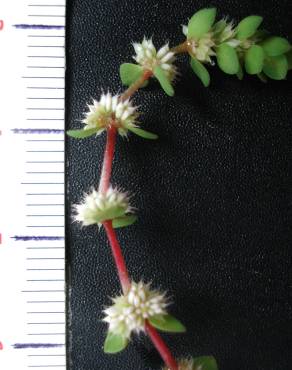 Fotografia 5 da espécie Illecebrum verticillatum no Jardim Botânico UTAD