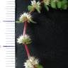 Fotografia 5 da espécie Illecebrum verticillatum do Jardim Botânico UTAD