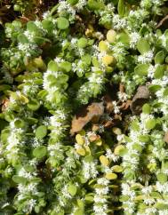 Illecebrum verticillatum