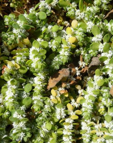 Fotografia de capa Illecebrum verticillatum - do Jardim Botânico