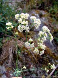 Fotografia da espécie Galium glaucum subesp. australe