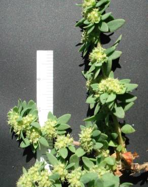 Fotografia 5 da espécie Paronychia echinulata no Jardim Botânico UTAD
