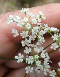 Fotografia da espécie Physospermum cornubiense