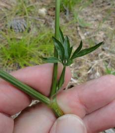 Fotografia da espécie Physospermum cornubiense