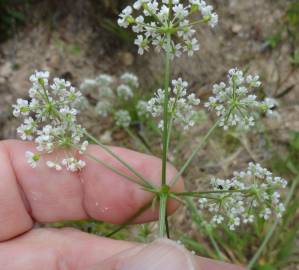 Fotografia da espécie Physospermum cornubiense