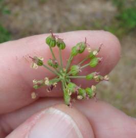 Fotografia da espécie Physospermum cornubiense