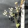 Fotografia 4 da espécie Pimpinella villosa do Jardim Botânico UTAD