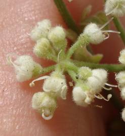 Fotografia da espécie Pimpinella villosa