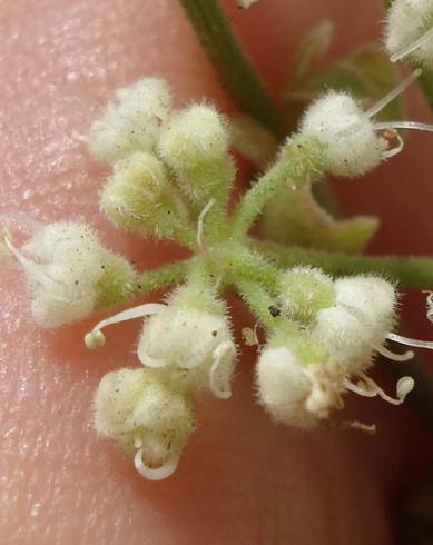 Fotografia de capa Pimpinella villosa - do Jardim Botânico