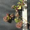 Fotografia 3 da espécie Polycarpon alsinifolium do Jardim Botânico UTAD