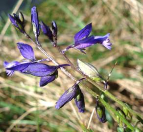 Fotografia da espécie Polygala vulgaris subesp. vulgaris