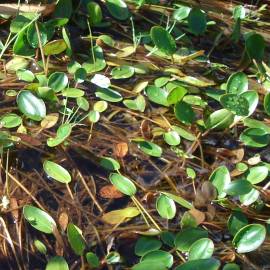 Fotografia da espécie Potamogeton natans