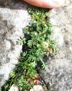 Fotografia 3 da espécie Soliva stolonifera no Jardim Botânico UTAD