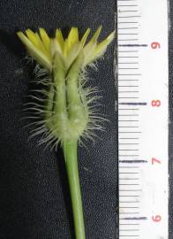 Fotografia da espécie Urospermum picroides