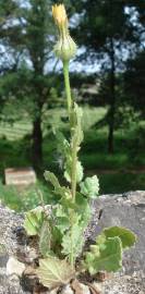 Fotografia da espécie Urospermum picroides