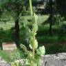 Fotografia 3 da espécie Urospermum picroides do Jardim Botânico UTAD