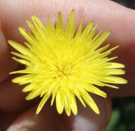 Fotografia da espécie Urospermum picroides