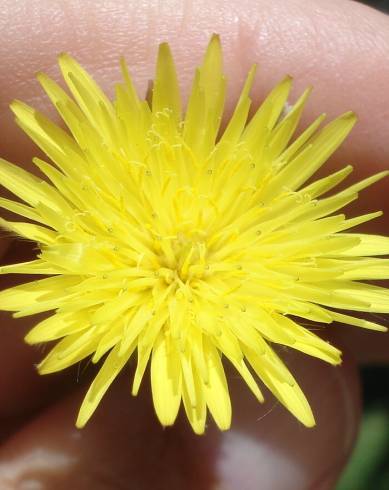 Fotografia de capa Urospermum picroides - do Jardim Botânico