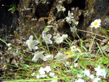 Fotografia da espécie Omphalodes linifolia