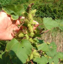 Fotografia da espécie Xanthium strumarium