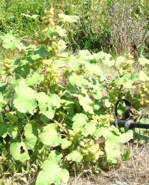 Fotografia da espécie Xanthium strumarium