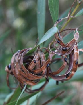 Fotografia 5 da espécie Acacia longifolia no Jardim Botânico UTAD