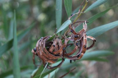 Fotografia da espécie Acacia longifolia