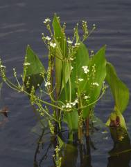 Alisma plantago-aquatica