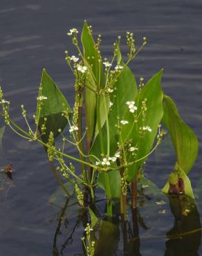 Fotografia 1 da espécie Alisma plantago-aquatica no Jardim Botânico UTAD