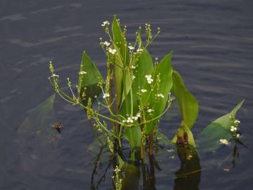 Fotografia da espécie Alisma plantago-aquatica