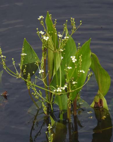 Fotografia de capa Alisma plantago-aquatica - do Jardim Botânico