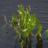 Fotografia 1 da espécie Alisma plantago-aquatica do Jardim Botânico UTAD