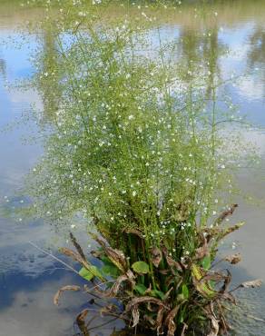 Fotografia 3 da espécie Alisma plantago-aquatica no Jardim Botânico UTAD