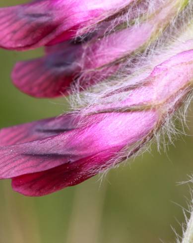 Fotografia de capa Vicia benghalensis var. benghalensis - do Jardim Botânico