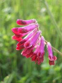 Fotografia da espécie Vicia benghalensis var. perennis