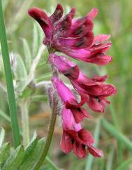 Vicia benghalensis var. perennis