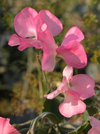 Fotografia da espécie Lathyrus odoratus