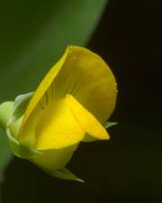 Fotografia da espécie Lathyrus aphaca