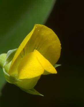 Fotografia 1 da espécie Lathyrus aphaca no Jardim Botânico UTAD