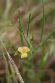 Fotografia da espécie Lathyrus annuus