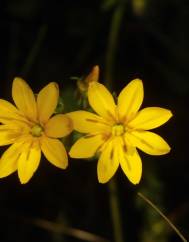 Blackstonia perfoliata subesp. perfoliata