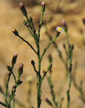 Fotografia 3 da espécie Aster squamatus no Jardim Botânico UTAD