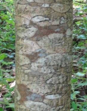 Fotografia 4 da espécie Fraxinus ornus no Jardim Botânico UTAD