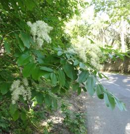 Fotografia da espécie Fraxinus ornus