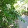 Fotografia 6 da espécie Fraxinus ornus do Jardim Botânico UTAD