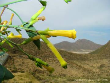 Fotografia da espécie Nicotiana glauca